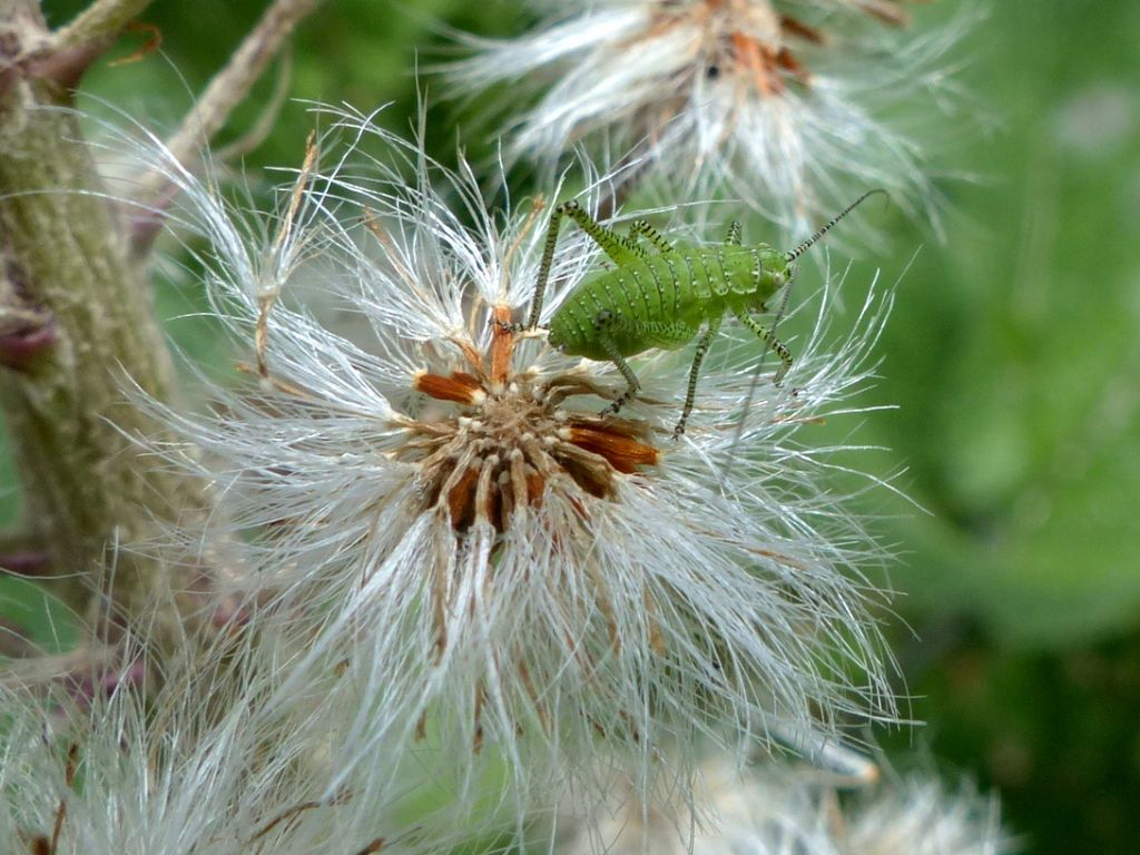 Tettigoniidae ??  Phaneropteridae