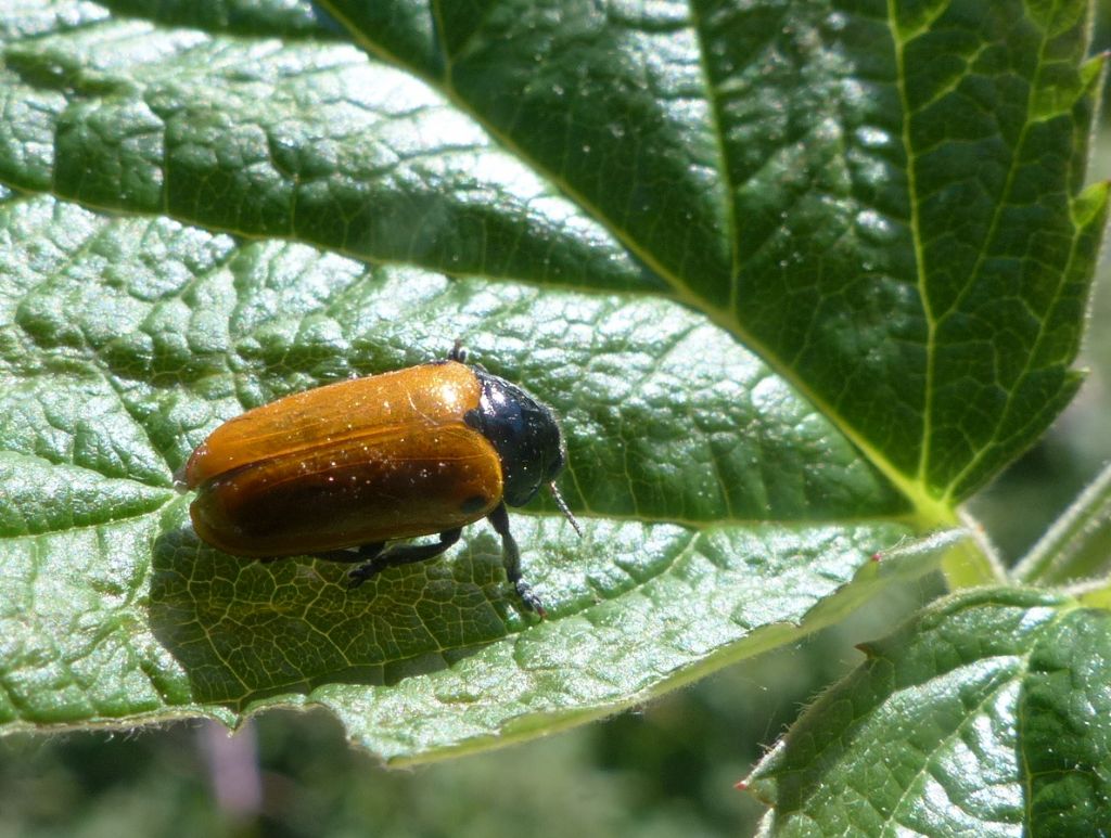 Clytra sp. (cfr.), Chrysomelidae