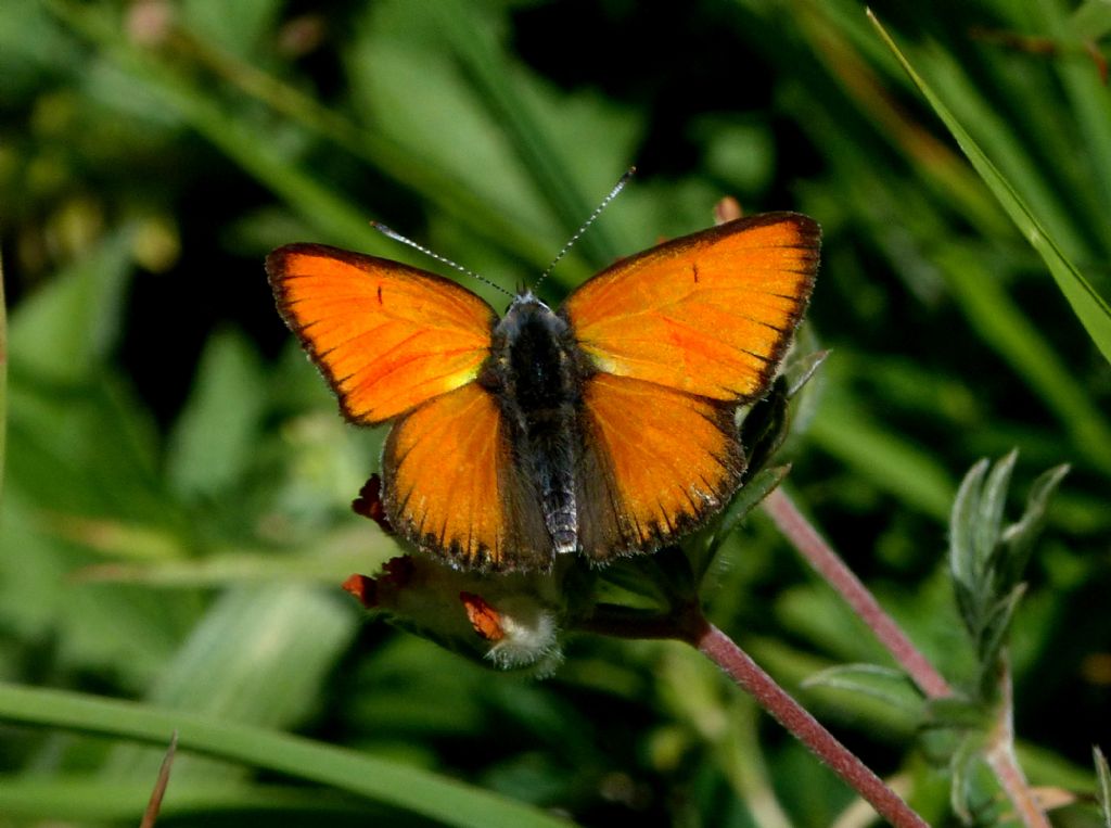 Quale farfalla?? Lycaena eurydame, Lycaenidae