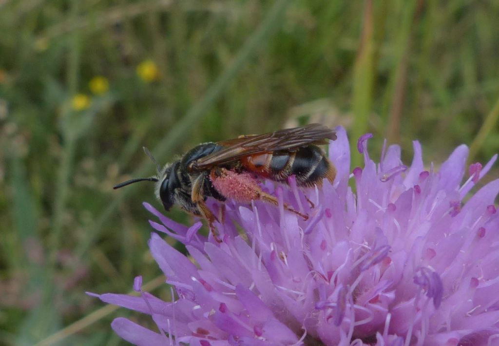 Apidae?... Apidae Andreninae: Andrena cfr. hattorfiana