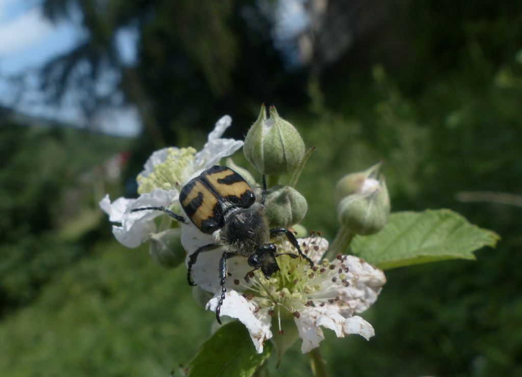 Cetoniidae: Trichius fasciatus