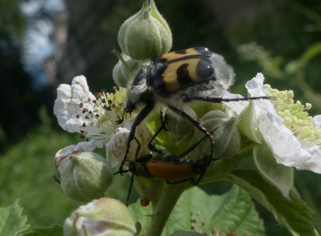 Cetoniidae: Trichius fasciatus