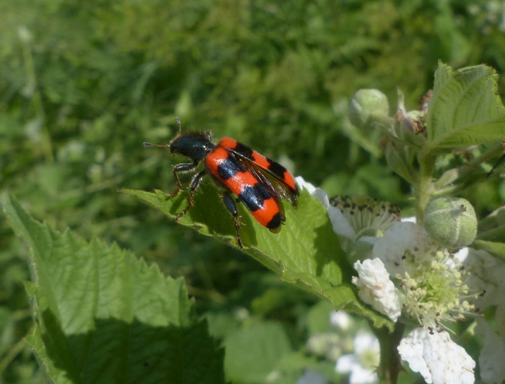 Trichodes apiarius, Cleridae