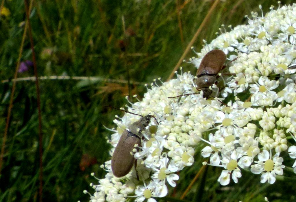 Dascillus cervinus, Dascillidae