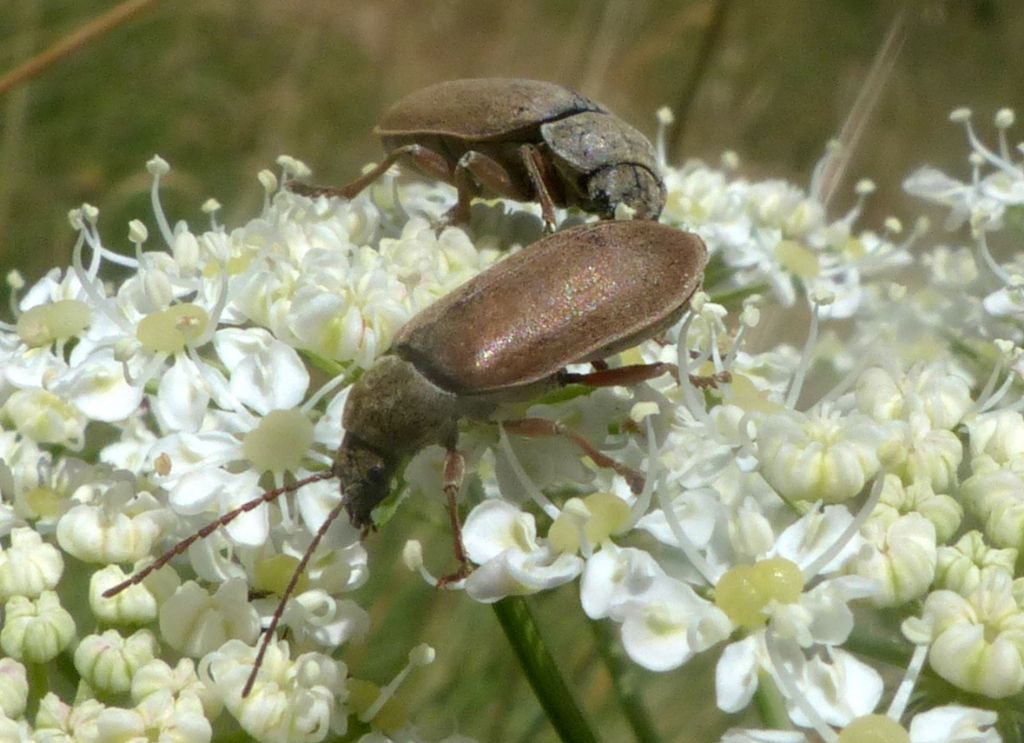 Dascillus cervinus, Dascillidae