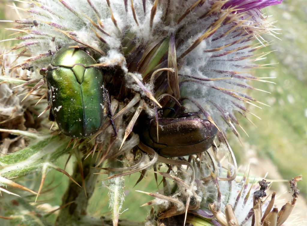 Melolontha??  No, Protaetia cuprea metallica (Cetoniidae)
