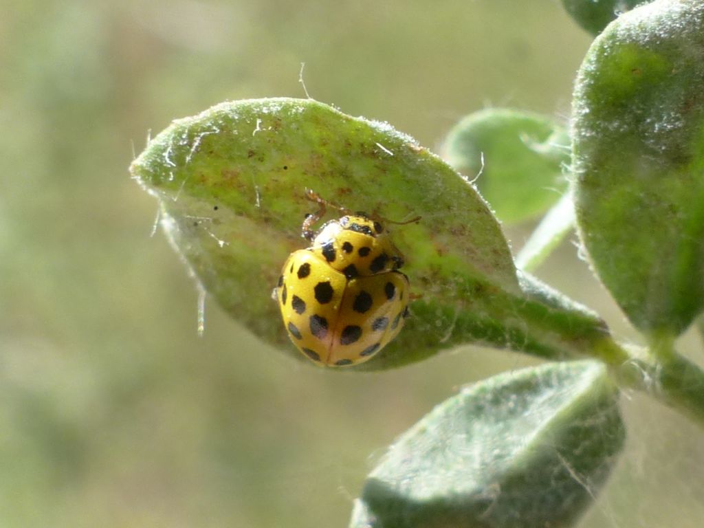 Coccinellidae: Psyllobora vigintiduopunctata