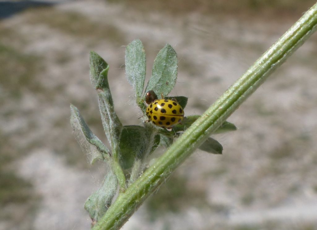 Coccinellidae: Psyllobora vigintiduopunctata