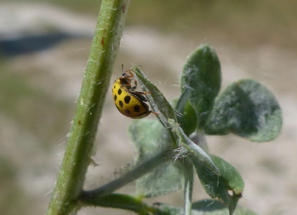 Coccinellidae: Psyllobora vigintiduopunctata
