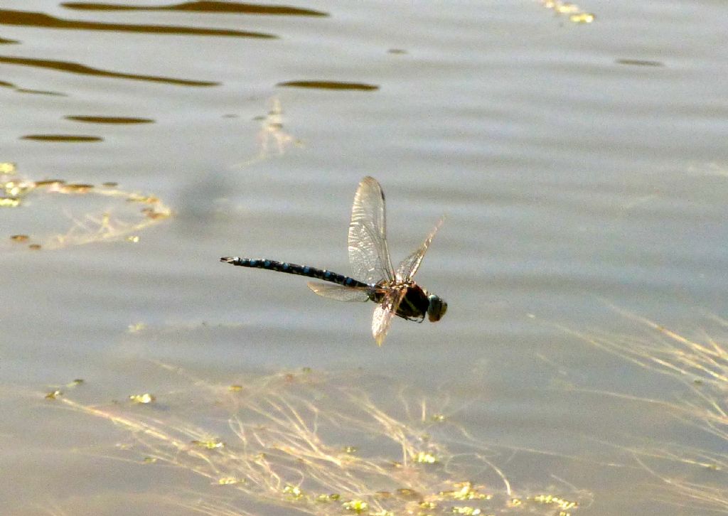 Quale libellula? Aeshna juncea, maschio