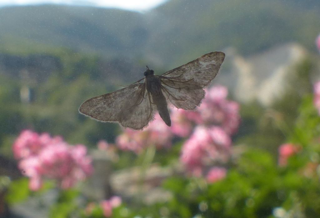 Gymnoscelis rufifasciata, femmina (Geometridae)