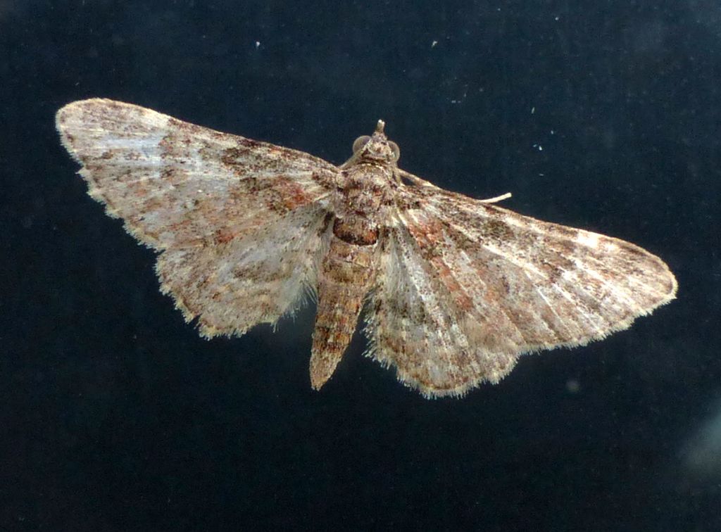 Gymnoscelis rufifasciata, femmina (Geometridae)