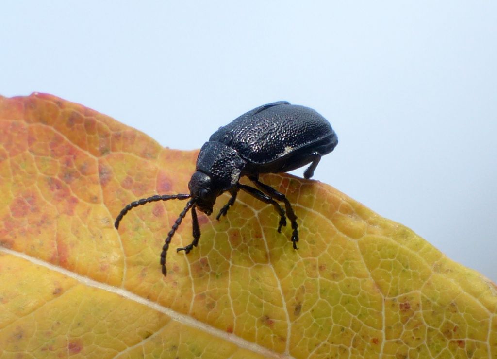 Chrysomelidae: Galeruca tanaceti