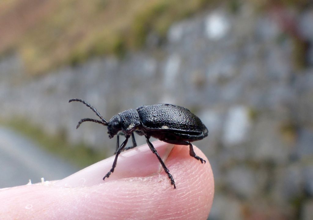 Chrysomelidae: Galeruca tanaceti