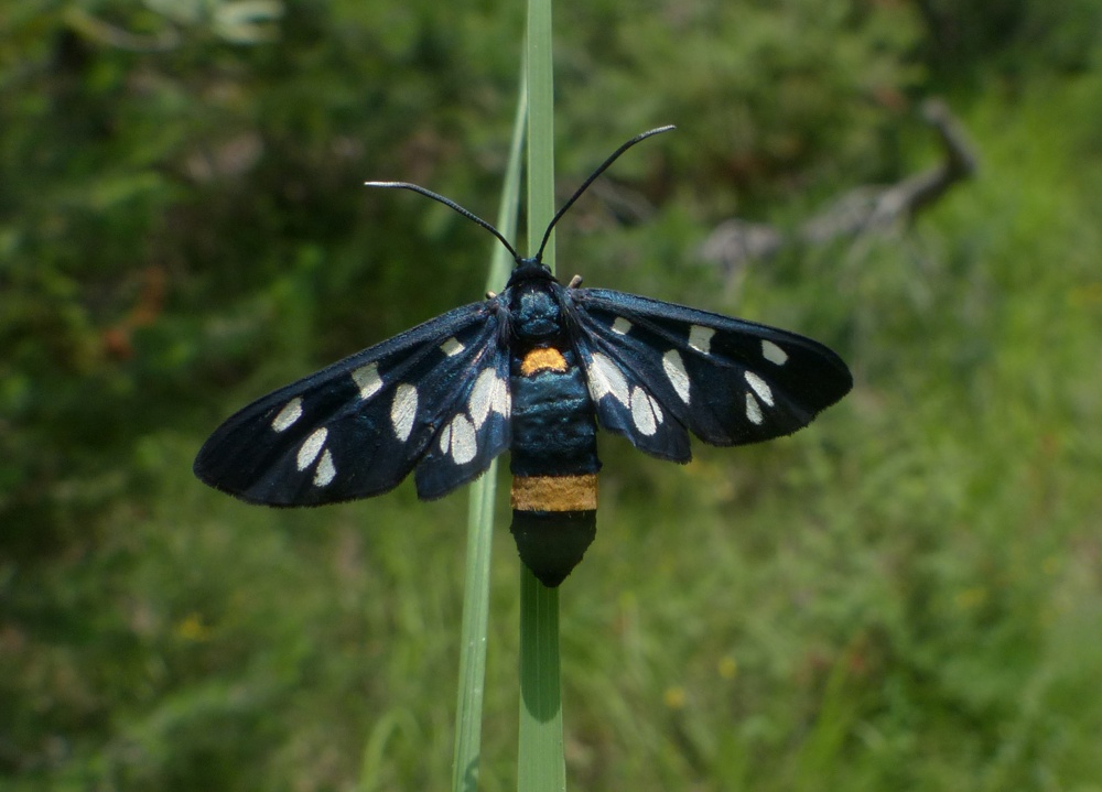 Zigaena ephialtes?