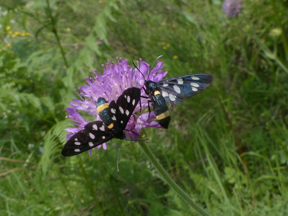 Zigaena ephialtes?