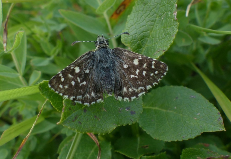 Esperiidae: Pyrgus?