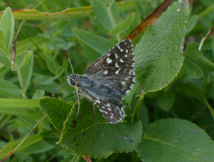 Esperiidae: Pyrgus?