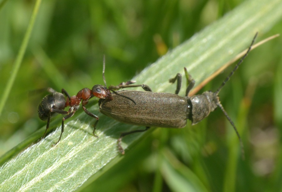 Dascillus cervinus (Dascillidae) attaccato  da Formica gr. rufa