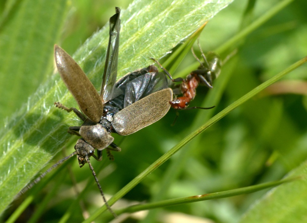 Dascillus cervinus (Dascillidae) attaccato  da Formica gr. rufa