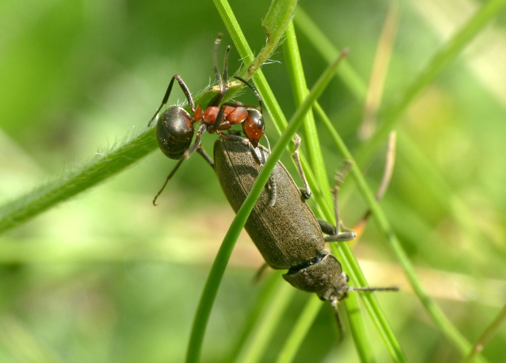 Dascillus cervinus (Dascillidae) attaccato  da Formica gr. rufa