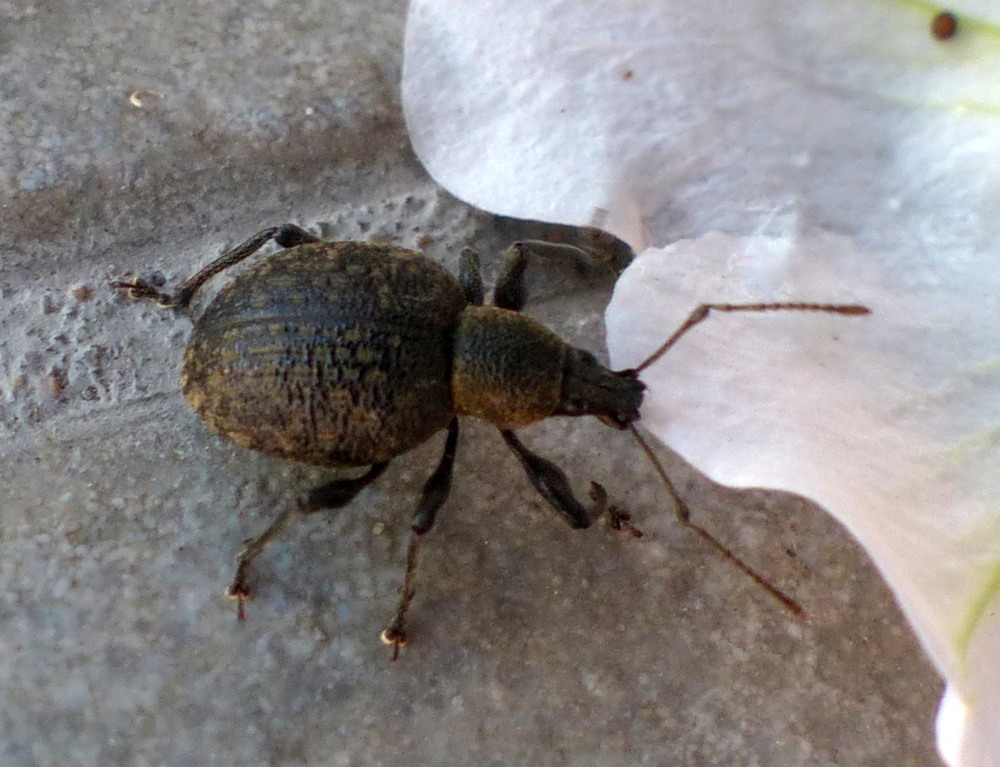 Curculionidae ??  S, Otiorhynchus armadillo