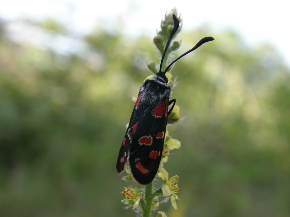 Lepidoptera: Zygaena (Agrumenia) carniolica - Zygaenidae