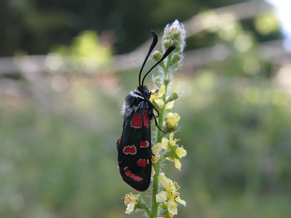 Lepidoptera: Zygaena (Agrumenia) carniolica - Zygaenidae