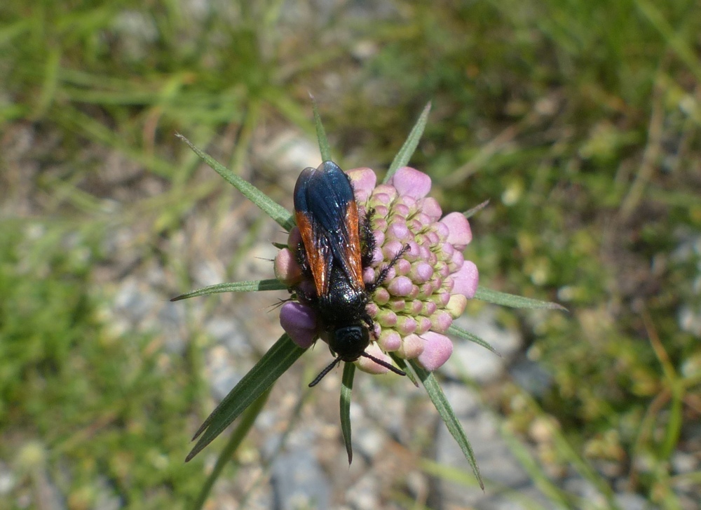 femmina di Scolia sexmaculata, Scoliidae.