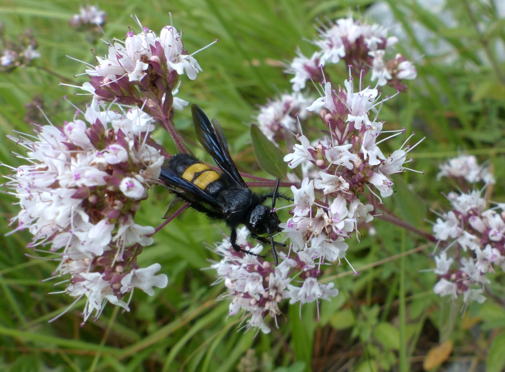 Scoliidae: Scolia hirta, femmina