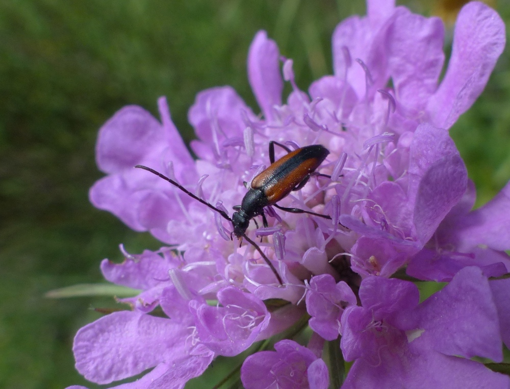 Cerambycidae: Stenurella melanura