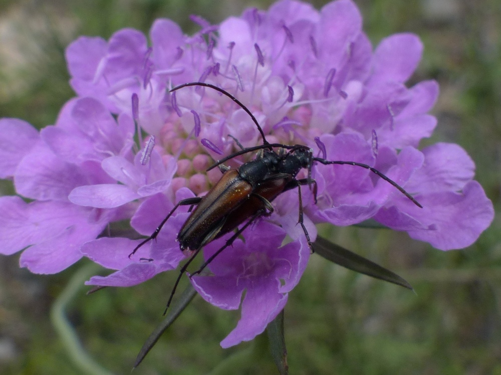 Cerambycidae: Stenurella melanura