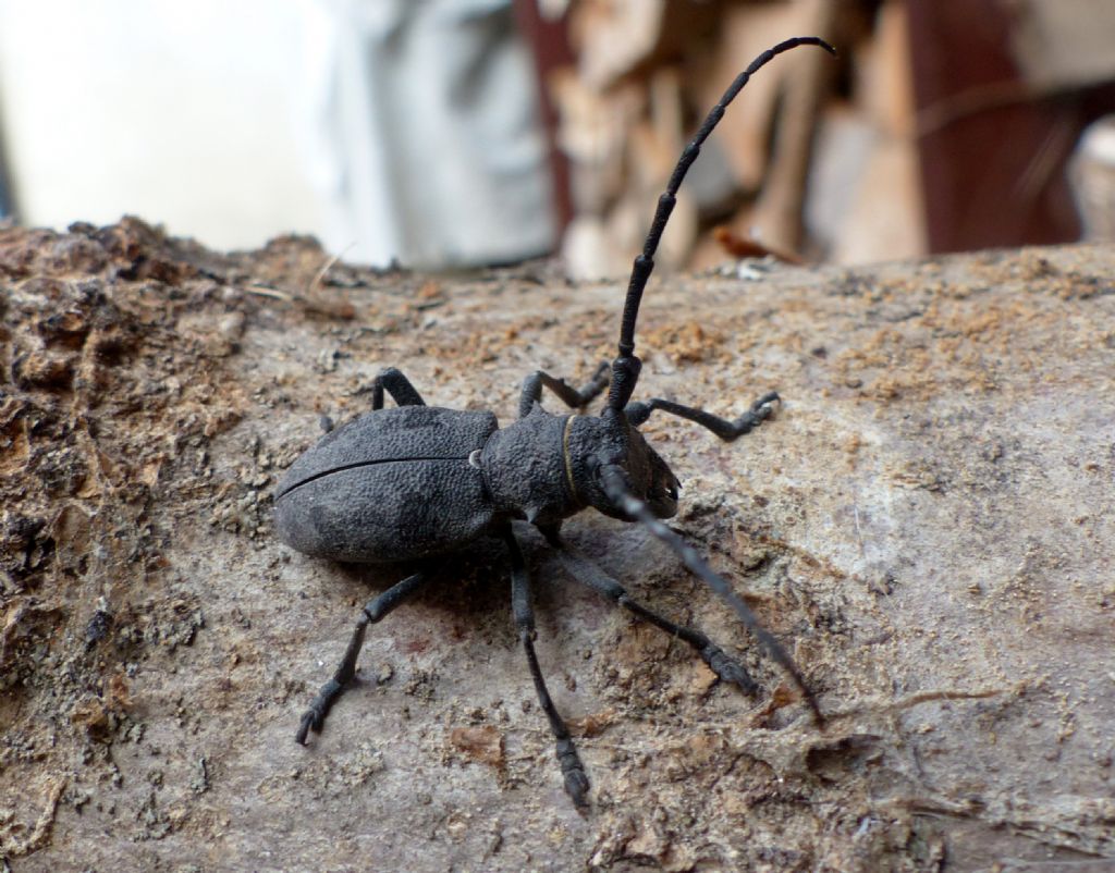 Cerambycidae: Morimus asper, femmina