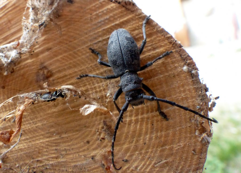 Cerambycidae: Morimus asper, femmina