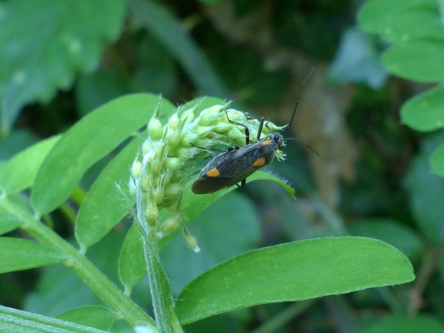 Miridae: Capsodes flavomarginatus