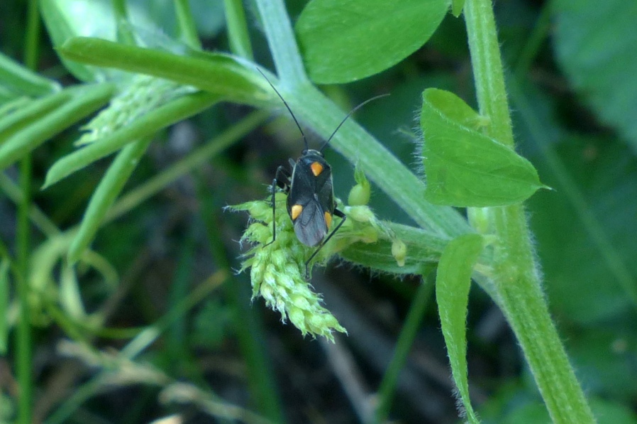 Miridae: Capsodes flavomarginatus