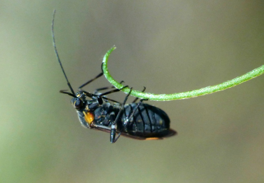 Miridae: Capsodes flavomarginatus