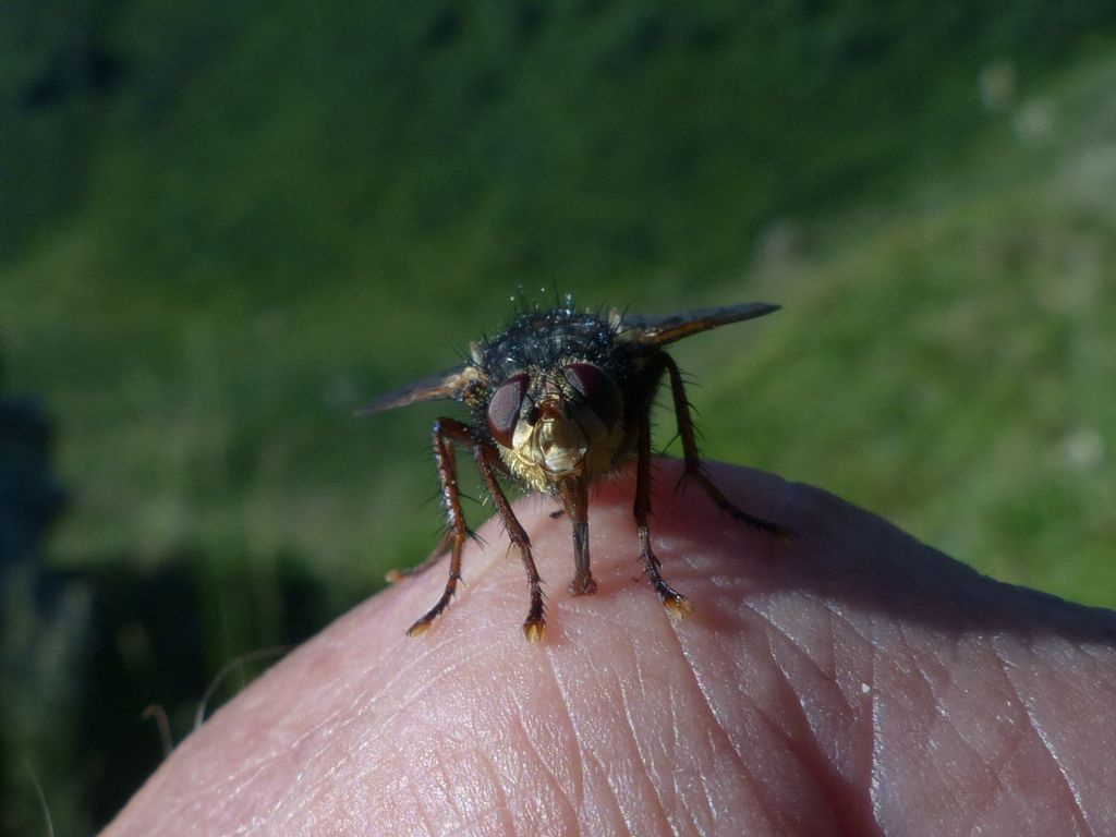 Quale dittero ?  Tachinidae: Tachina fera