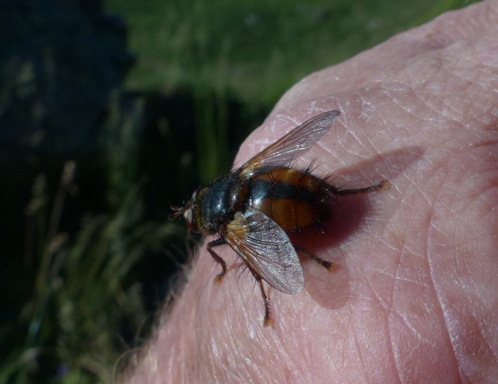 Quale dittero ?  Tachinidae: Tachina fera