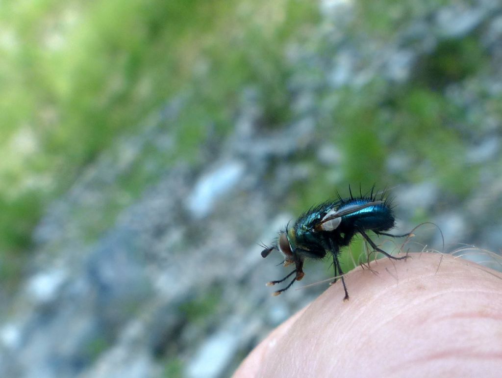 Tachinidae: Gymnocheta viridis