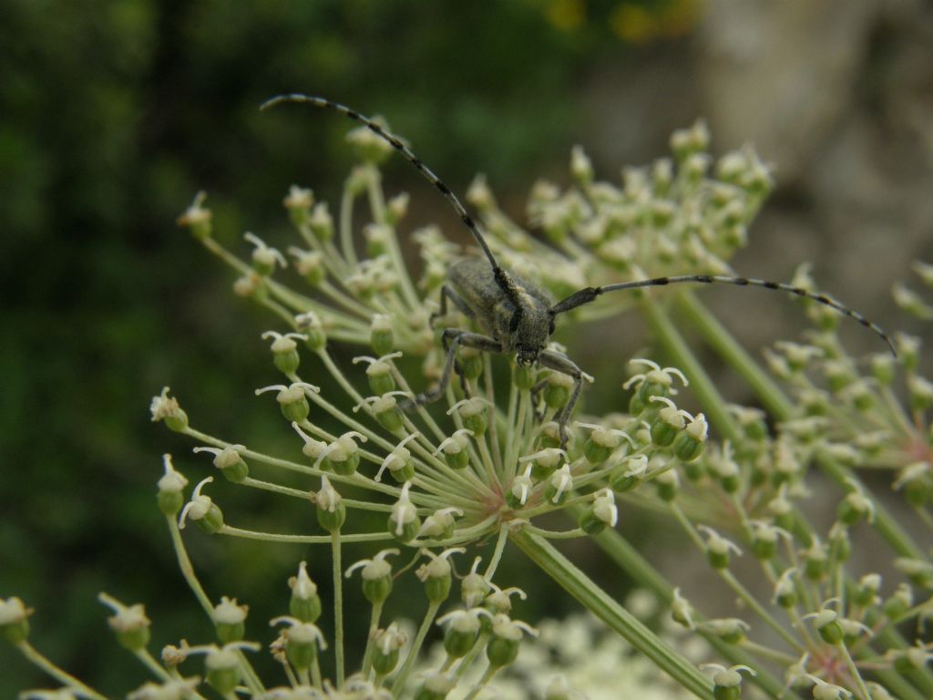 Cerambycidae: Agapanthia villosoviridescens, femmina