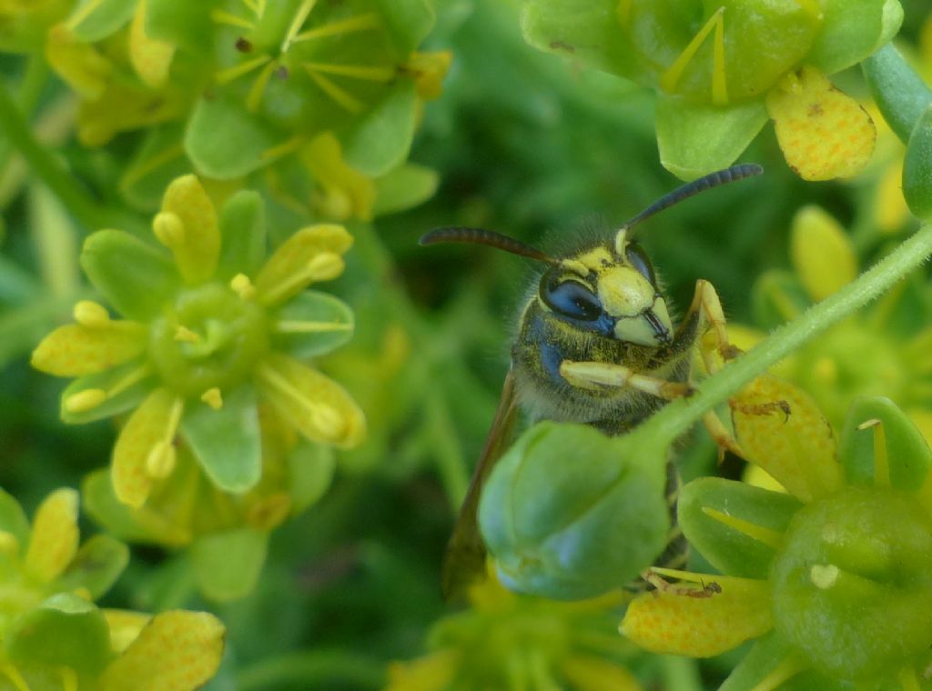 Vespidae? Dolichovespula sylvestris