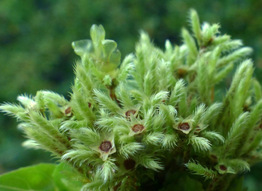 Bryophyta? Philonotis sp.