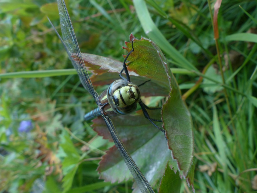 Aeshna juncea