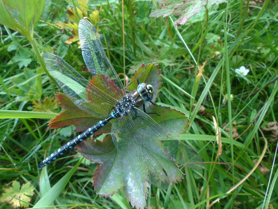 Aeshna juncea