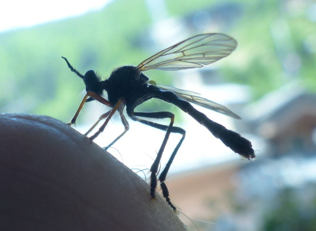 Asilidae: cfr. Dioctria sp.