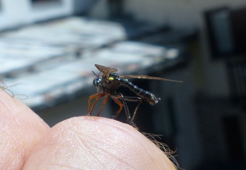 Asilidae: cfr. Dioctria sp.