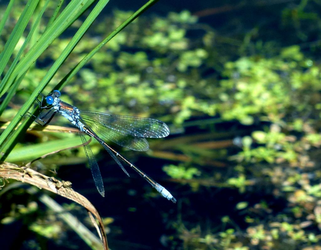 Lestes sponsa, maschio