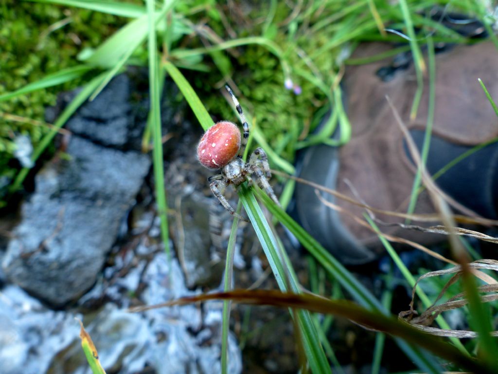 Araneus quadratus - Limone P.te (CN)