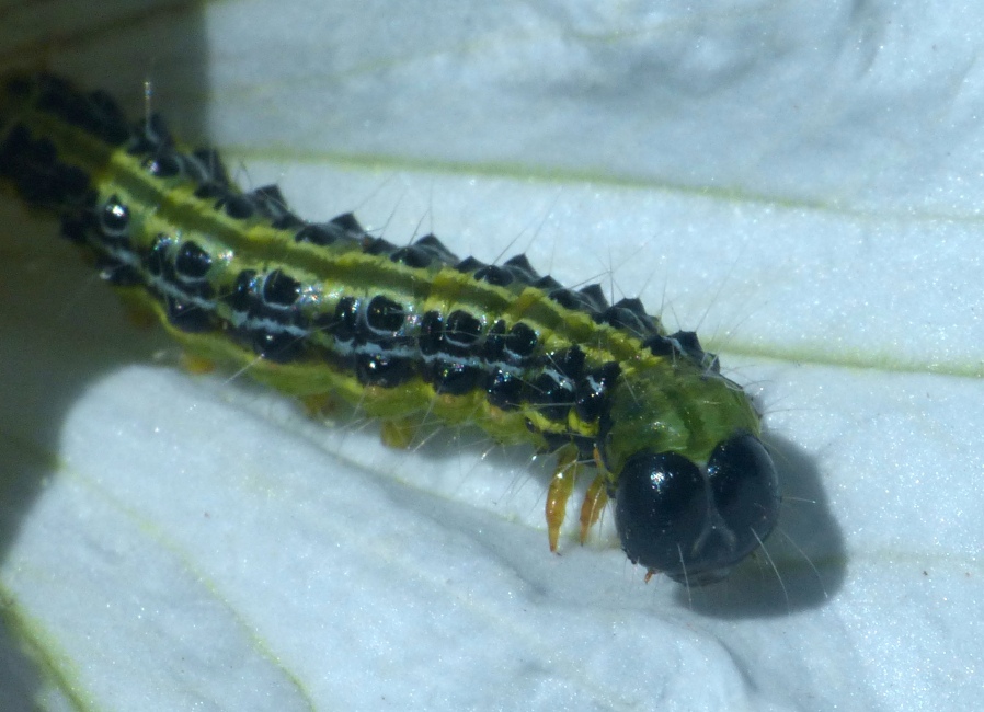 Bruco di Cydalima perspectalis - Crambidae